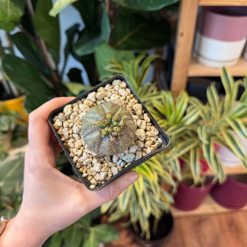 Euphorbia obesa